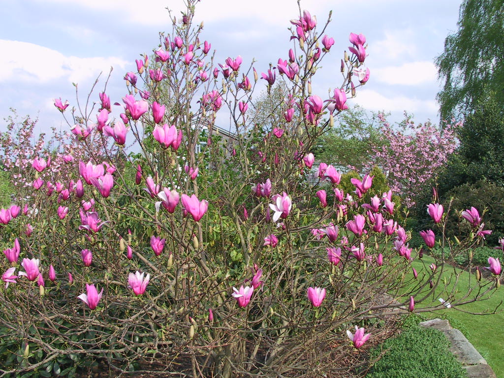 Magnolia liliiflora Nigra 05.jpg